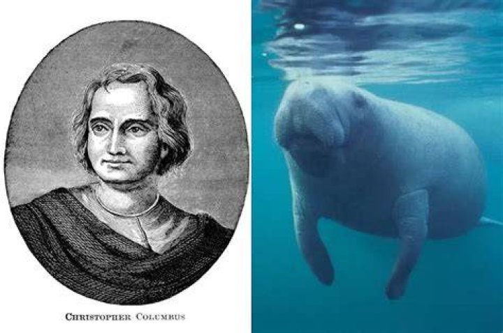 Christopher Columbus Mistook Manatees for Mermaids Miami New Times