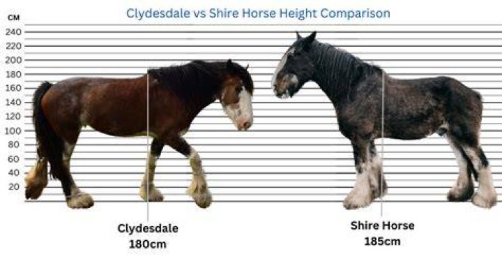 Height And Athleticism In Cari Champion Horses