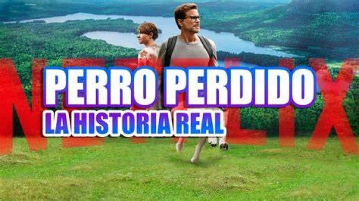 Perro perdido La historia real que inspiró la emotiva película de Netflix