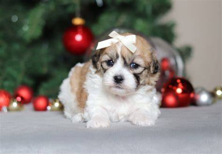 Sophie! Teddy Bear Puppy for Sale in Millersburg, OH Buckeye
