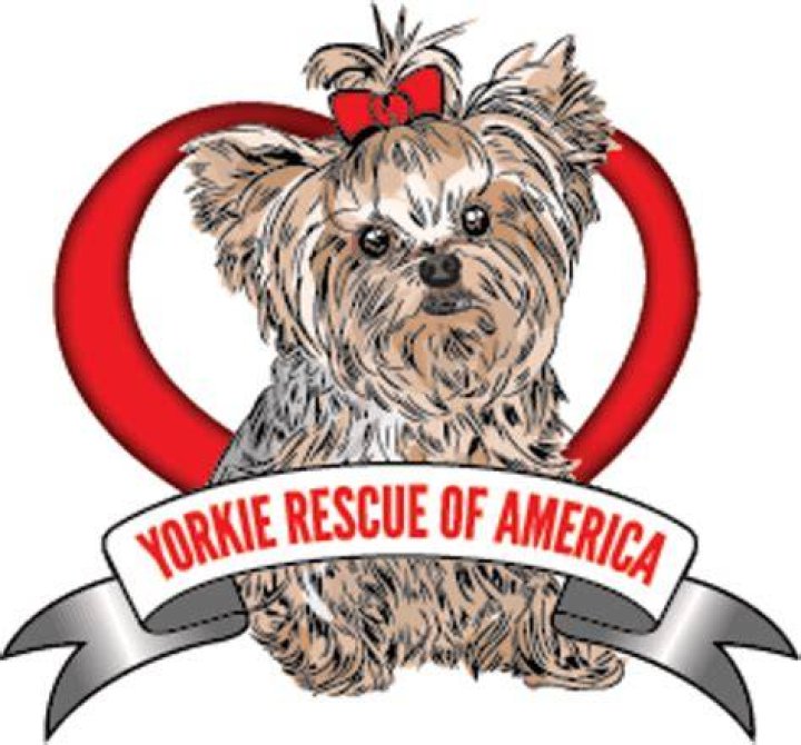 Yorkie Rescue Of America